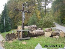 Baumrodung 3 Föhren in Gablitz im Wienerwald